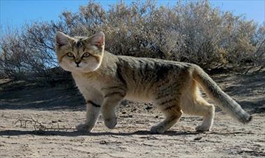 /vidasocial/el-gato-de-arena-no-estaba-extinto-estaba-de-parranda/32346.html