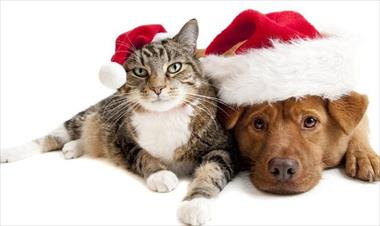 /vidasocial/que-tu-mascota-tambien-disfrute-la-navidad/71760.html