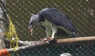 /vidasocial/panama-el-aguila-harpia-cumplio-7-anos-de-nacimiento/33494.html