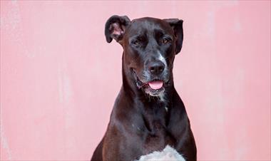 /vidasocial/selina-ofrece-hospedaje-a-tu-amigo-de-cuatro-patas/88667.html