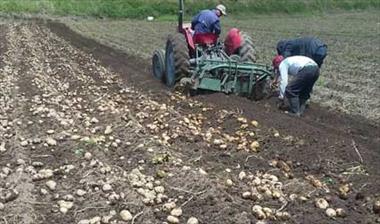 /vidasocial/primera-cosecha-de-semilla-de-papa-en-chiriqui/51512.html