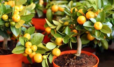 /vidasocial/taller-cultivo-de-frutas-tropicales-en-macetas/75011.html