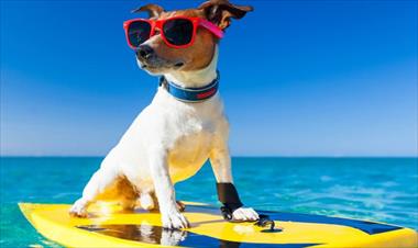 /vidasocial/tips-para-sacar-a-las-mascotas-en-vacaciones/83983.html