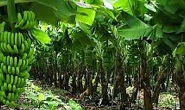 /vidasocial/listo-el-contrato-ley-para-reactivar-la-zona-bananera/48432.html