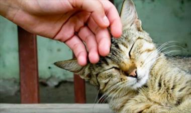 /vidasocial/clinica-veterinaria-tiene-una-vacante-para-el-puesto-de-abrazador-de-gatos/52476.html