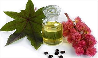 /vidasocial/lo-que-necesitas-saber-sobre-el-aceite-de-ricino/53497.html
