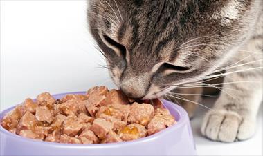 /vidasocial/la-mejor-forma-de-alimentar-a-nuestro-gato/62134.html