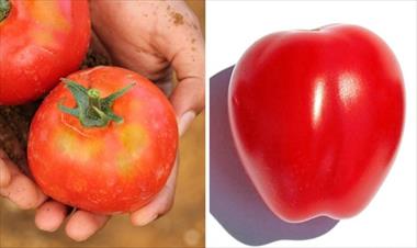 /vidasocial/aprende-a-diferenciar-los-alimentos-naturales-de-los-transgenicos/59373.html