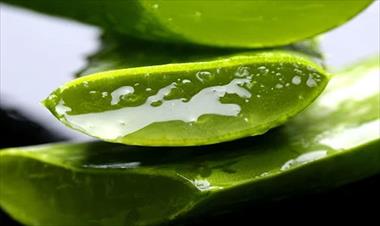 /vidasocial/-que-importancia-tiene-en-realidad-el-aloe-vera-/81775.html