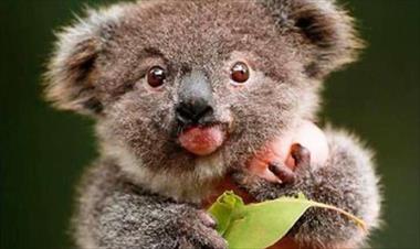 /vidasocial/animales-con-sindrome-de-down-/49233.html