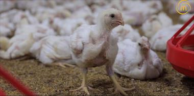 /vidasocial/mas-alla-del-sabor-origen-y-calidad-panamena-en-el-pollo-de-mcdonald-s/105056.html