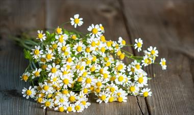 /vidasocial/aromas-naturales-para-deshacerte-de-los-mosquitos/58866.html