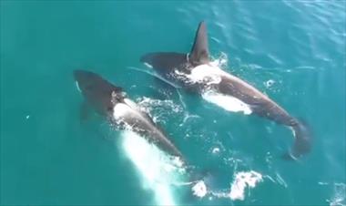 /vidasocial/manada-de-orcas-atacan-salvajemente-a-una-ballena-y-drone-registra-el-ataque/56664.html