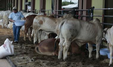 /vidasocial/crece-el-sacrificio-de-ganado-vacuno-y-porcino/78365.html