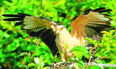 /vidasocial/-mas-valen-cien-pajaros-volando-que-uno-enjaulado-/82375.html