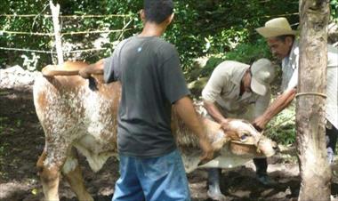 /vidasocial/en-colon-esta-erradicada-la-bacteria-brucella-abortus/63256.html