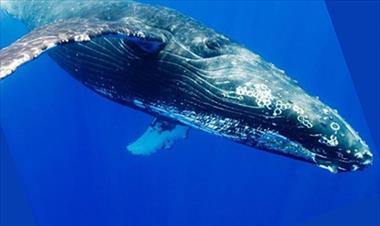 /vidasocial/-impresionante-asi-devora-una-ballena-azul-a-miles-de-crustaceos/49299.html