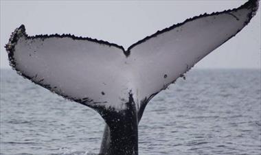 /vidasocial/tus-fotografias-pueden-ayudar-a-las-ballenas-jorobadas/58124.html