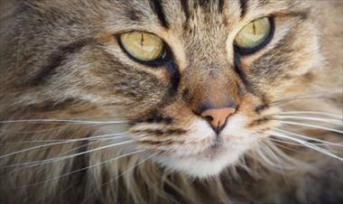 /vidasocial/-para-que-sirven-los-bigotes-del-gato-/52993.html