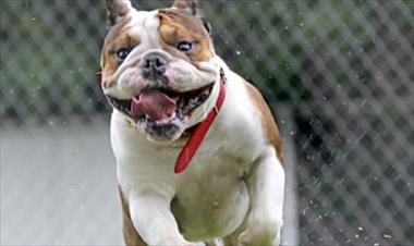 /vidasocial/el-bull-dog-ingles-excelente-companero-y-mascota/13390.html