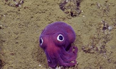 /vidasocial/-ooooohh-es-un-peluche-no-es-un-pulpo/32458.html