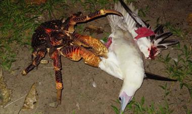 /vidasocial/cangrejos-gigantes-del-indico-aprenden-a-capturar-y-devorar-pajaros-mientras-estos-duermen/69372.html