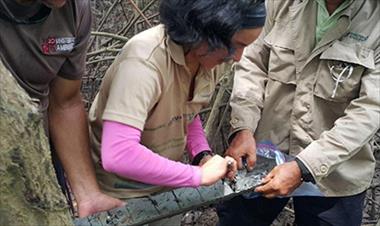 /vidasocial/ministerio-de-ambiente-mide-el-carbono-almacenado-en-los-manglares-del-pais/52287.html