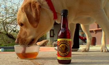 /vidasocial/cerveza-para-perros-para-que-ahora-si-puedas-beber-con-tu-mejor-amigo/22324.html