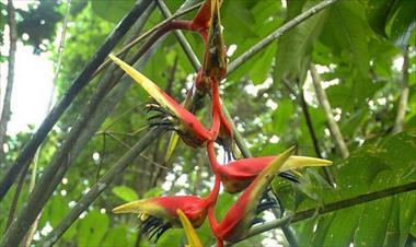 /vidasocial/cientificos-descubrieron-nuevas-especies-de-flora-y-fauna-en-panama/84127.html