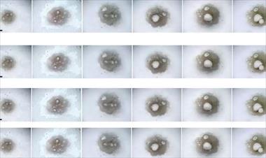 /zonadigital/cientificos-crearon-ovulos-a-partir-de-sangre-humana/82062.html