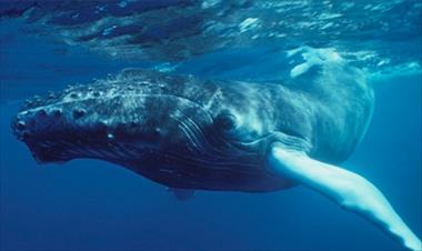 /vidasocial/conociendo-a-la-ballena-azul/32941.html