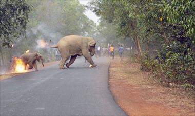 /vidasocial/esta-foto-describe-como-viven-los-animales-en-la-india/69373.html