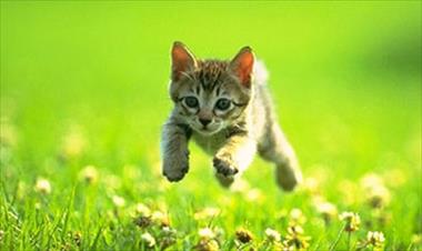 /vidasocial/curiosidades-sobre-los-gatos/42953.html