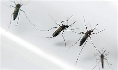 /vidasocial/buscan-eliminar-los-criaderos-de-mosquitos-mediante-el-dia-d-/55511.html