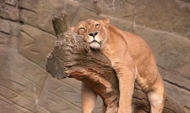 /vidasocial/el-sueno-animal/40770.html