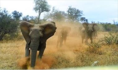 /vidasocial/huye-carajo-tu-que-harias-si-ves-venir-a-un-elefante-contra-tu-carro/21926.html