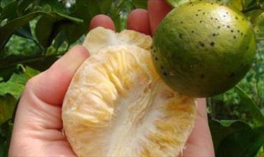/vidasocial/protegeran-plantaciones-de-citricos-en-bocas-del-toro/53528.html