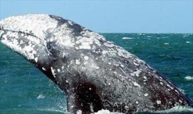 /vidasocial/-es-posible-que-una-ballena-de-33-millones-de-anos-no-tenga-dientes-/84307.html