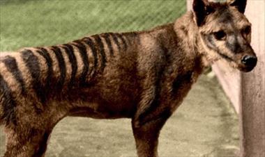 /vidasocial/-estos-animales-extintos-pudiesen-volver-a-la-vida-/83046.html