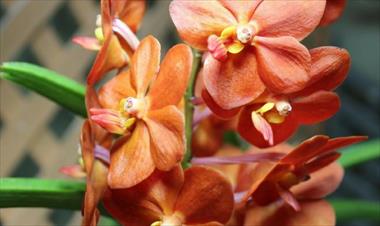 /vidasocial/mas-de-400-orquideas-en-la-expo-orquideas/75176.html