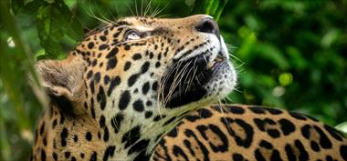 /vidasocial/felinos-silvestres-los-grandes-guardianes-del-bosque-panameno/105416.html