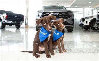 /vidasocial/ford-y-el-club-amigos-de-los-4-patas-promueven-la-adopcion-de-mascotas-y-su-transportacion-segura/106787.html