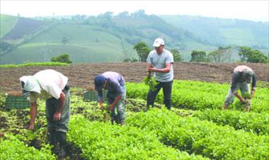 /vidasocial/foro-para-el-desarrollo-del-sector-agropecuario/44541.html