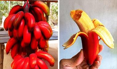 /vidasocial/frutas-exoticas-que-no-conocias/54731.html