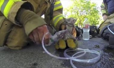 /vidasocial/conmovedor-rescate-de-un-gato-por-bombero/22277.html