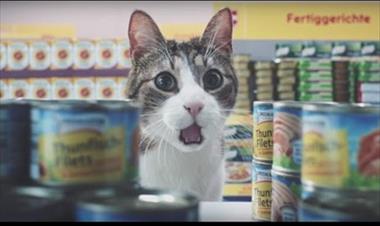 /vidasocial/10-gatos-que-se-robaron-el-show/49725.html