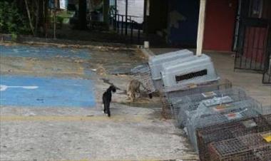 /vidasocial/se-da-inicio-al-programa-de-la-up-para-controlar-sobrepoblacion-felina/37217.html