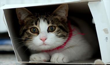 /vidasocial/-por-que-los-gatos-aman-las-cajas-/40933.html