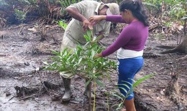 /vidasocial/buscan-restaurar-las-areas-degradadas-de-manglar/73241.html