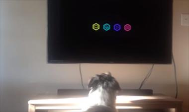 /vidasocial/los-rituales-de-heidi-la-perrita-que-ama-ver-television/54237.html
